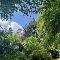 Histoires d'arbres à Londres