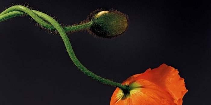 South Kensington - Exposition Fragile Beauty au V&A