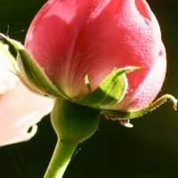 Détails et textures à Battersea Park 