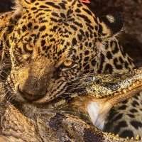 Marylebone ☕️✨Café Expo✨☕️ Wildlife Photographer of the Year