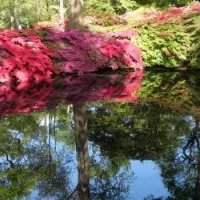 Fulham - Isabella Plantation 