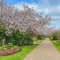 Club Photo : Le Printemps à Regent's Park