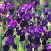 Le Londres de Van Gogh