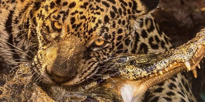 Marylebone ☕️✨Café Expo✨☕️ Wildlife Photographer of the Year