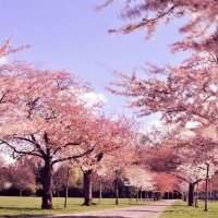 Chelsea : Cherry Blossom Battersea Park