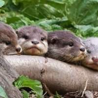 Chelsea : Wetland Centre - Barnes 