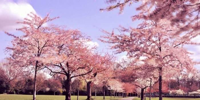 Chelsea : Cherry Blossom Battersea Park