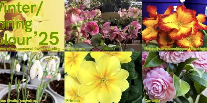 Chelsea : Café Thématique Jardin 