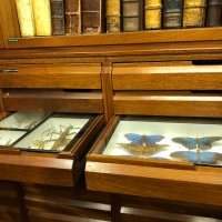 La Linnean Society