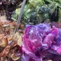 Chiswick - De Fil en Aiguille 