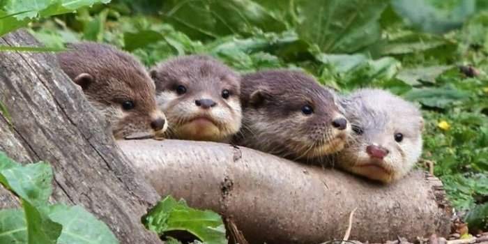 Chelsea : Wetland Centre - Barnes 