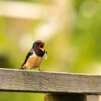 Club Ecolo-Green - Chelsea Wetland Centre
