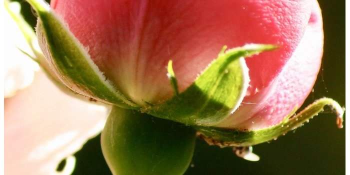 Détails et textures à Battersea Park 