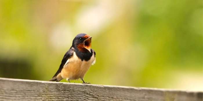 Club Ecolo-Green - Chelsea Wetland Centre